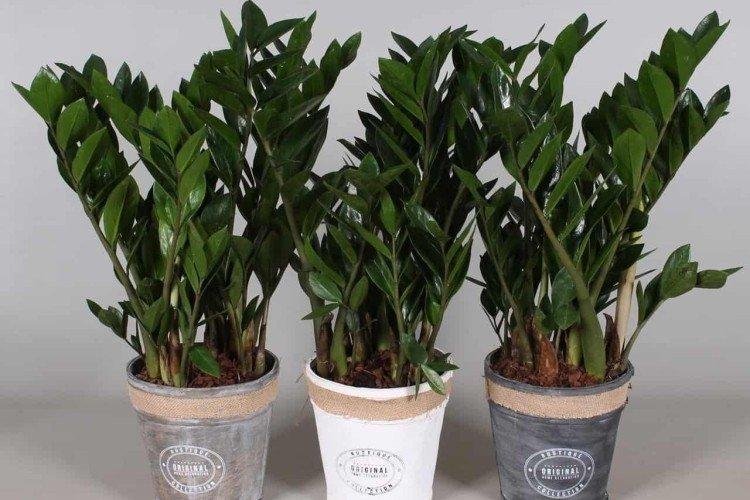 Условия содержания - Замиокулькас уход в домашних условиях