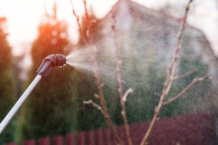 Борьба с весенними заморозками - Железный купорос применение в садоводстве