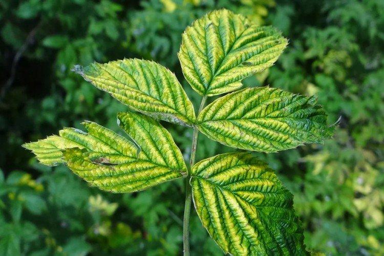 Железный купорос от хлороза - применение в садоводстве