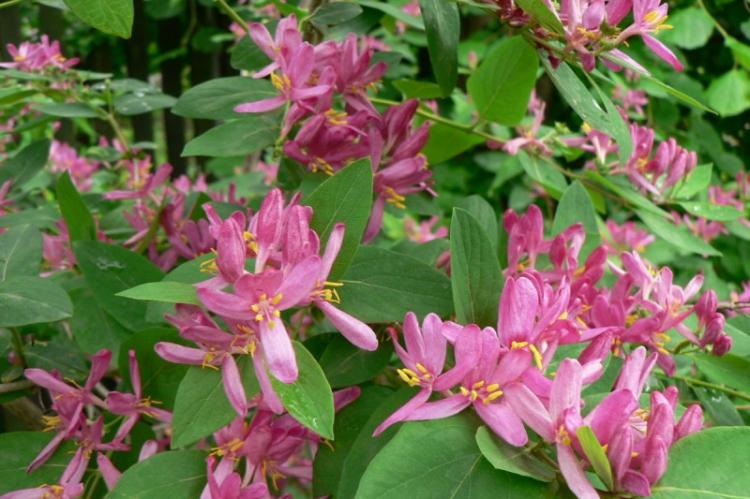 Жимолость татарская - Виды жимолости