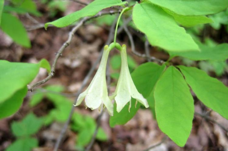 Жимолость канадская - Виды жимолости