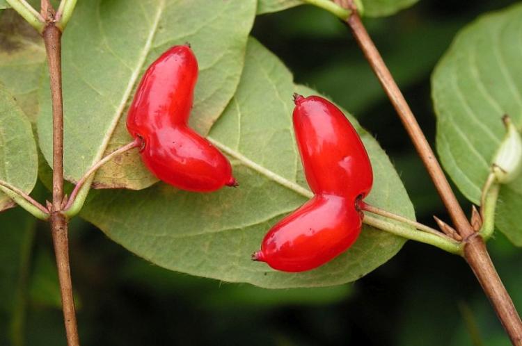 Жимолость Максимовича - Виды жимолости