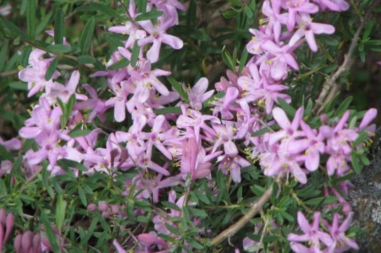 Жимолость Альберта - Виды жимолости