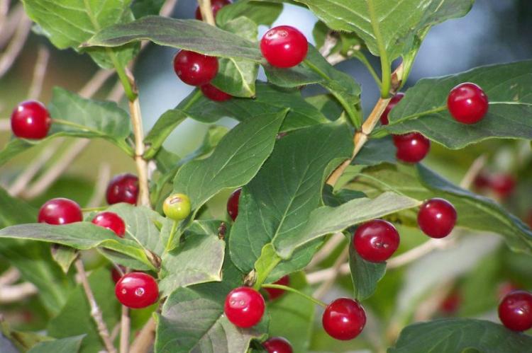 Жимолость альпийская - Виды жимолости