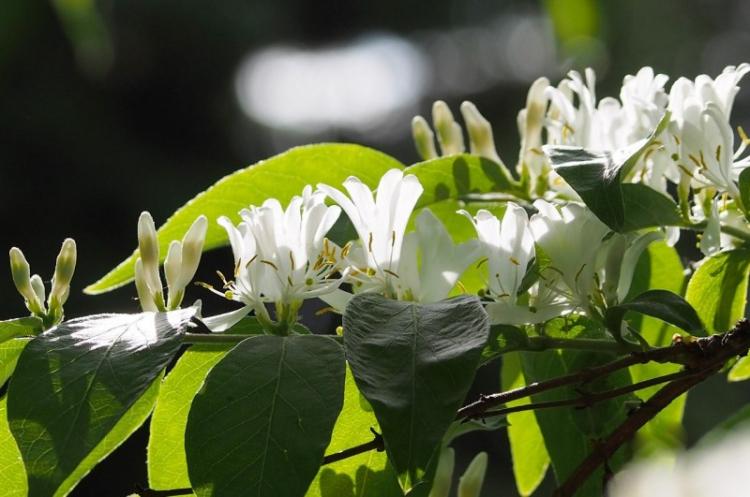 Жимолость Маака - Виды жимолости