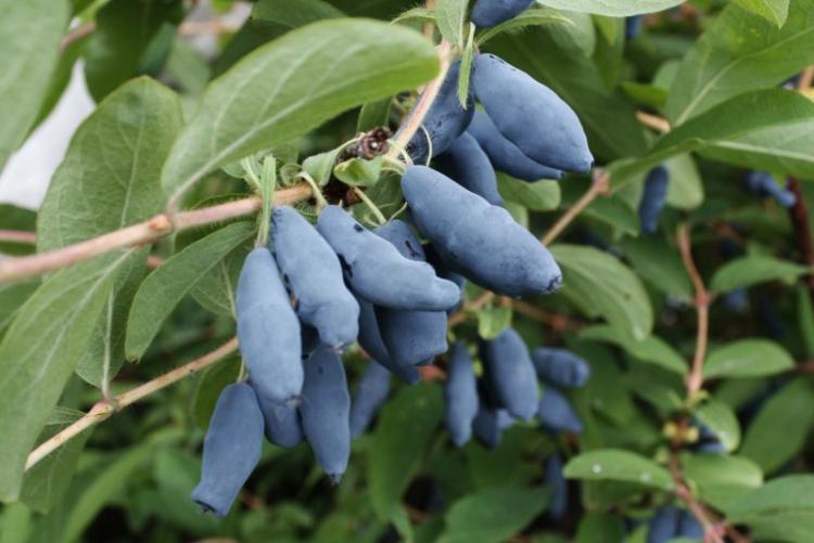 Температура - Уход за жимолостью