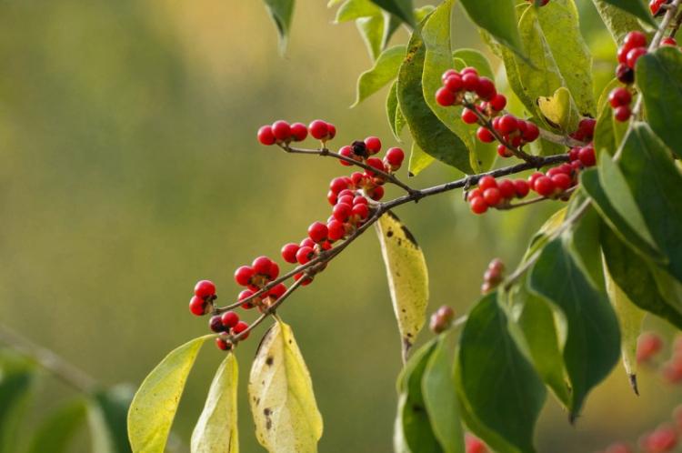 Освещение - Уход за жимолостью