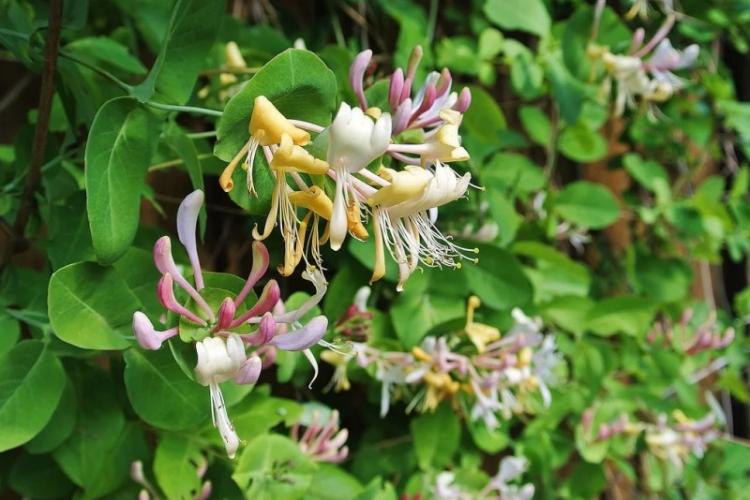 Обрезка - Уход за жимолостью