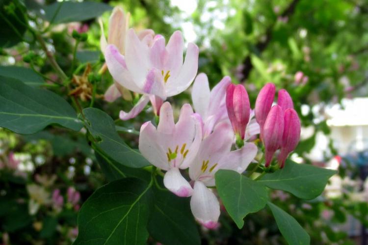 Посадка и размножение жимолости