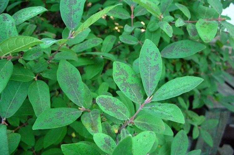 Борьба с вредителями и болезнями - Жимолость