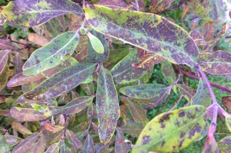 Борьба с вредителями и болезнями - Жимолость