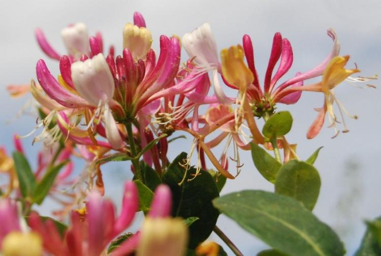 Жимолость - фото