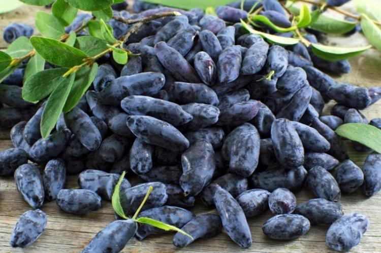 Жимолость - фото