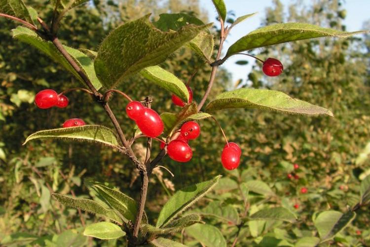 Жимолость - фото