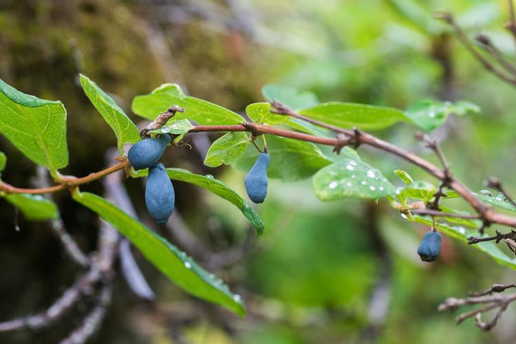 Жимолость - фото