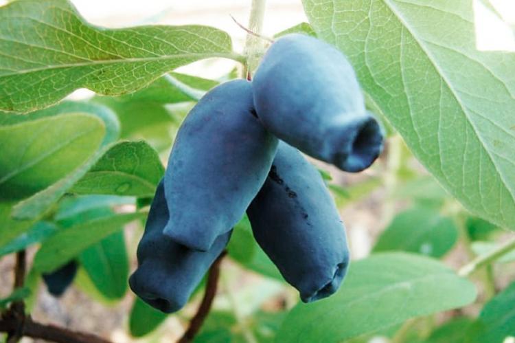 Жимолость - фото