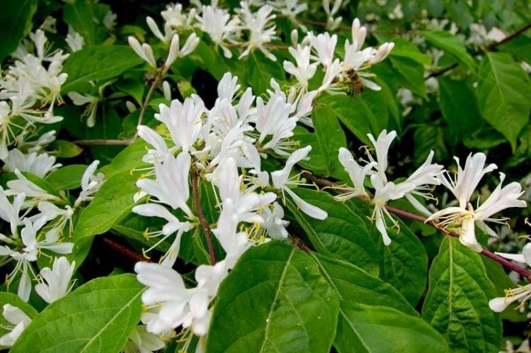 Жимолость - фото