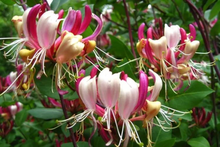 Жимолость - фото