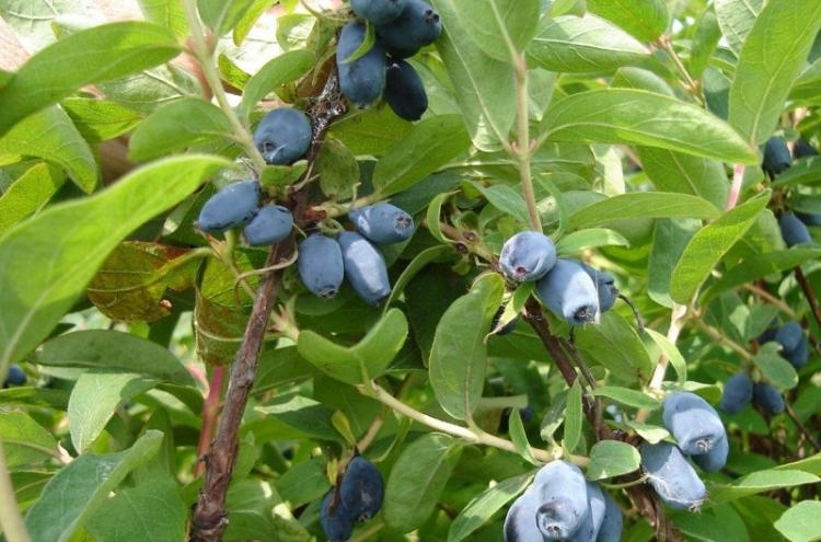 Жимолость - фото