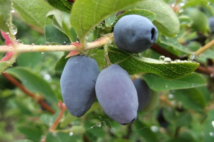 Жимолость - фото