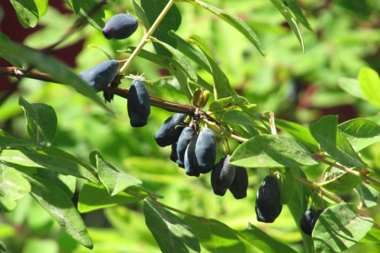 Жимолость - фото