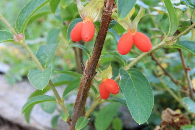 Жимолость - фото