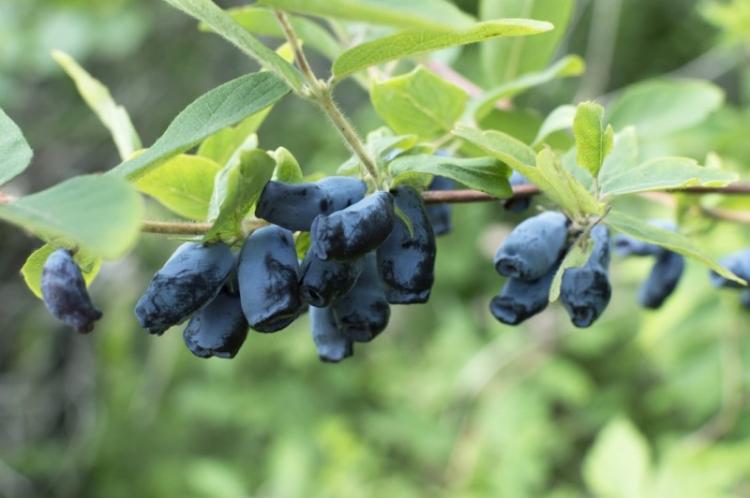 Жимолость - фото