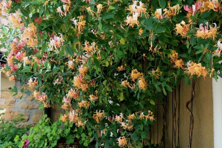 Жимолость - фото