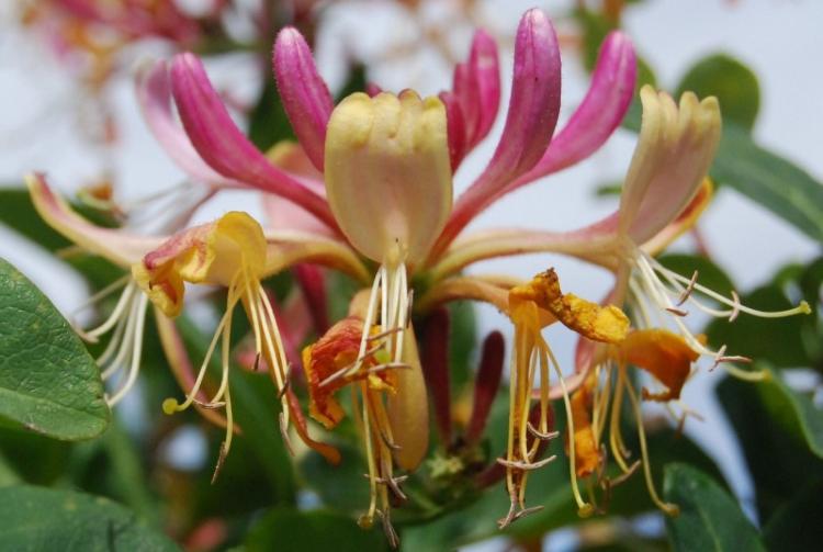 Жимолость - фото